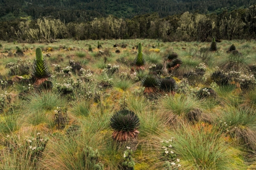 Frédéric Demeuse landscape photography Rwenzori mountains